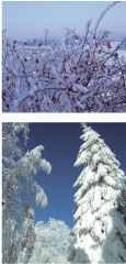 Winterbild