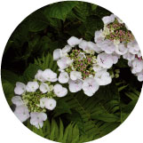 Die Tellerhortensie