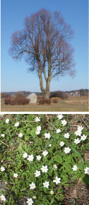 Linde und Buschwindröschen