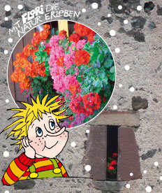 Geranien überwintern